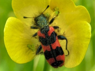 COLEOTTERI NEL FORUM - Famiglia Cleridae